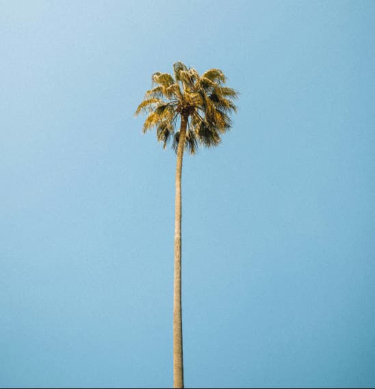 Palm tree against a clear blue sky