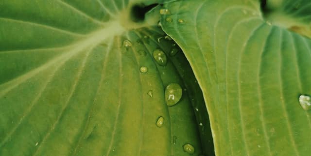 Decorative green leafy backdrop