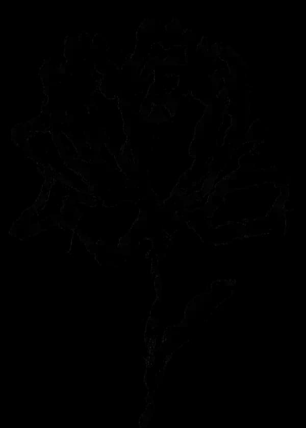 Black ink illustration of a flower